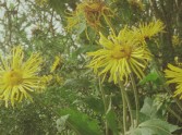 a group of yellow daisies with long spindly petals growing 